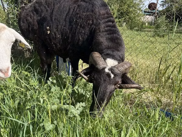 Billy Goat, Goats — Kazakhstan