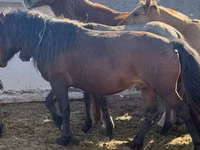 Ngựa đực, Mugalzhar horse — ảnh 2