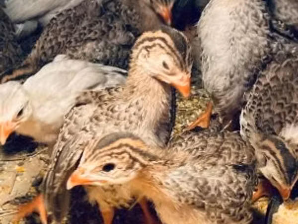 Guinea fowl