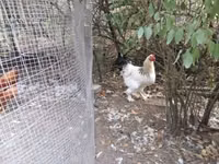 Chickens — photo 2