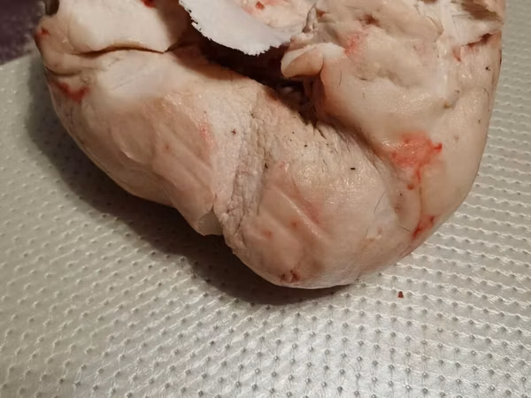 Ram, Sheep — Kyrgyzstan