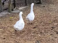 Geese — foto 2