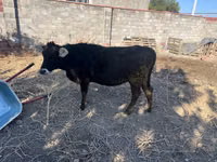 Vaca, Raza Alatau — foto 4