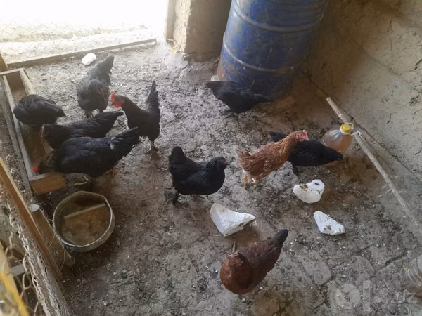 Chickens — Usbakistan