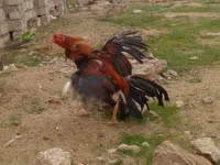 Chickens — تصویر 6
