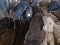 Kambing jantan, Sheep — foto 3