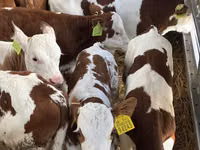 Βοοειδή (παρτίδα, φύλο μη καθορισμένο), Simmental cattle — φωτογραφία 4