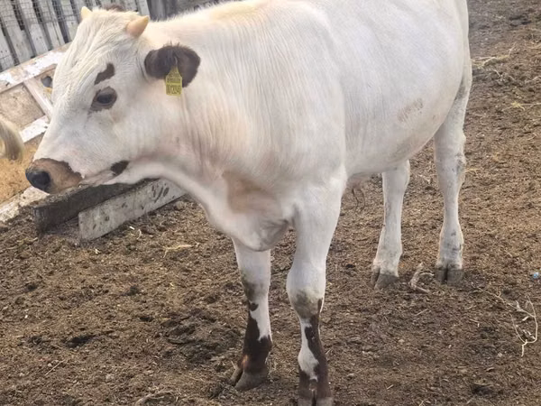 Bull, Cattle — Kazakhstan