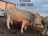 Bull, Auliekol breed — photo 5