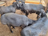 公羊, Sheep — 照片 4