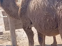 Cămile (lot, sex nespecificat), Kazakh Bactrian camel — foto 8