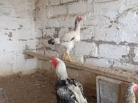 Chickens — عکس 1
