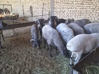 Ram, Sheep — photo 4