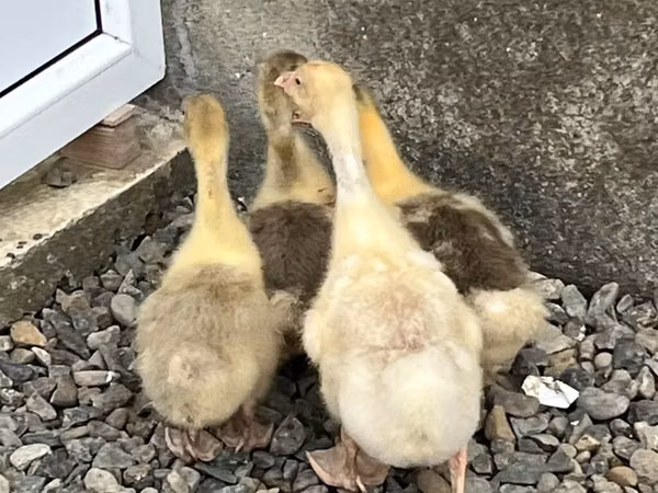 Geese — جمهوری آذربایجان