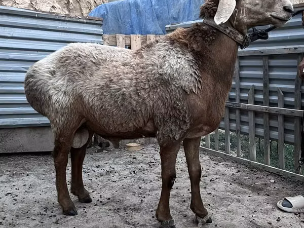 Koç, Arashan sheep