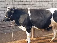 Toro, Russian Black pied cattle — foto 1