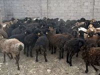 Ram, Edilbay sheep — photo 5