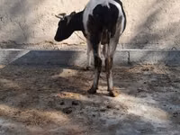 গাভী, Russian Black pied cattle — ছবি 2