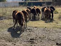 Cavallo, Cavalli — foto 2