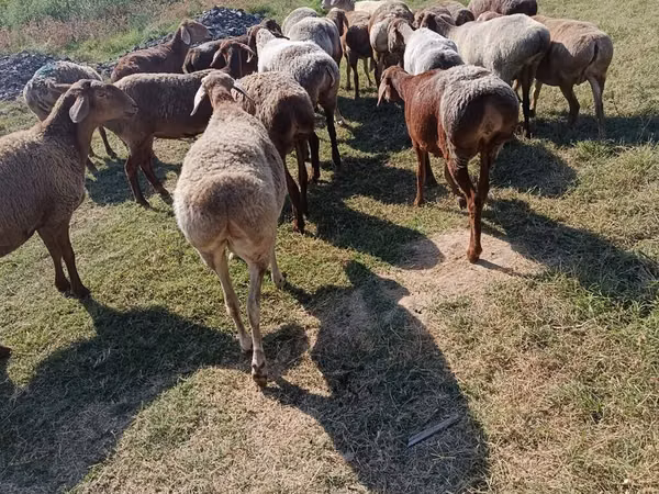 Ram, Sheep — Kyrgyzstan