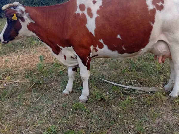 Cow, Simmental cattle — Moldova
