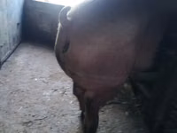 Ana donuz, Donuzlar — foto 3