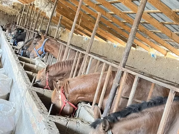 اسب نر, Horse breed — قرقیزستان