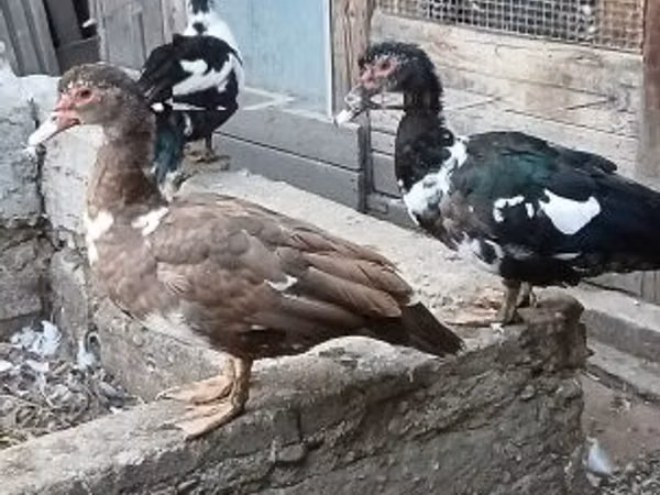 Ducks