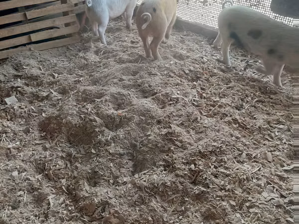 Pigs (batch, sex not specified),  — Kazakhstan