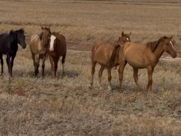 Horse (M), Horses — Kazakhstan
