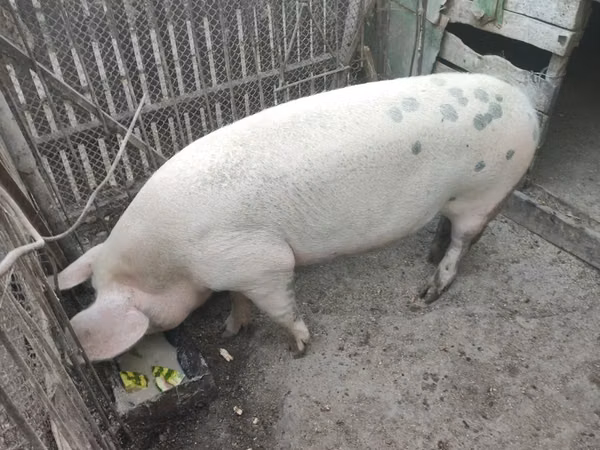 Boar, Pigs — Moldova