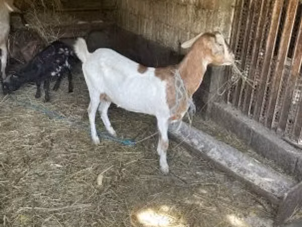 Goat, Goats — Hungary