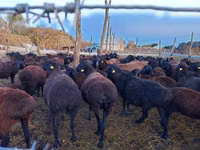 Sheep, Edilbay sheep — photo 4