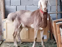 Ram, Rhon sheep — photo 5