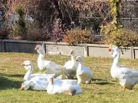 Geese — sawirka 1
