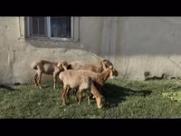 Πρόβατο, Arashan sheep — φωτογραφία 2