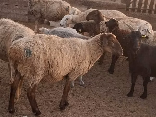 Ram, Sheep