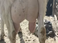 Capra, Saanen goat — foto 2