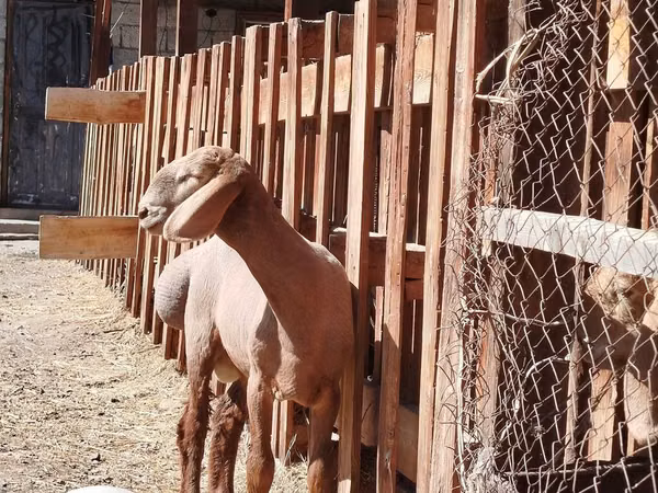 Ram, Rhon sheep — Kyrgyzstan