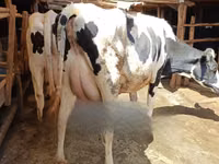 Kuh, Holstein-Rasse — Foto 1
