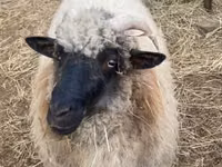 Får, White Suffolk sheep — foto 1
