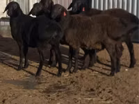 Ram, Sheep — photo 4