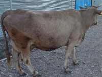 Sapi, Alatau breed — foto 7