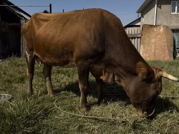 Cow, Cattle — Kyrgyzstan
