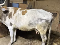 Vaca, Raza Alatau — foto 1