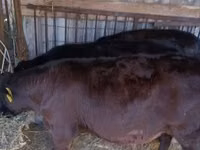 Bull, Aberdeen-Angus — photo 4
