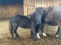 母马, Shetland Pony — 照片 1