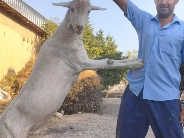 Jarac, Saanen goat