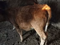 Krava, Swiss cattle — fotografija 4