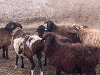 Ram, Kazakh fat-tailed coarsewool sheep — photo 1
